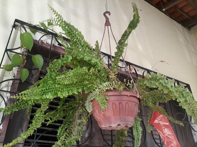 Plantas ornamentais - Foto 4