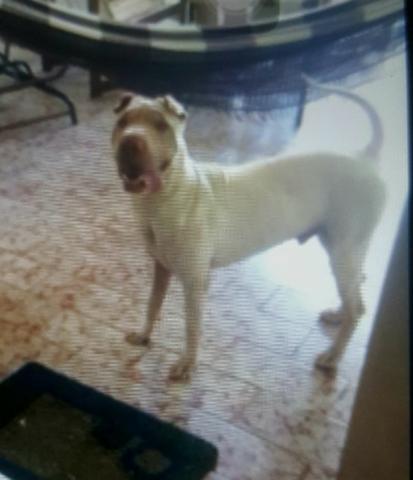 Cachorro querendo namorar!!!!!! - Foto 3