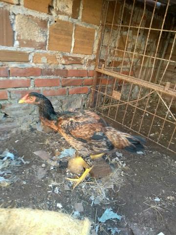 Vendo frangas de raça de boa qualidade - Foto 4