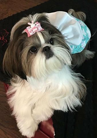 Filhote Lhasa Apso - Foto 3