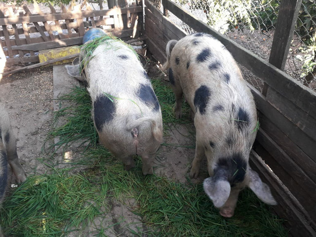 Vendo Porcas Reprodutoras da raça Piau - Foto 2