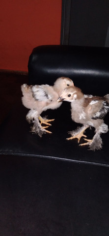 Pintinho da raça Brahma. - Foto 2