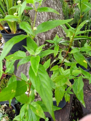 MUDAS DE GINSENG BRASILEIRO - Foto 3