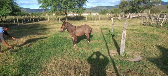 Mini burro  - Foto 2