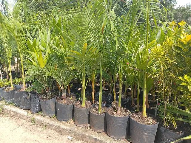 Mudas grandes, palmeira,açaí, jáboticaba,plantas ornament
