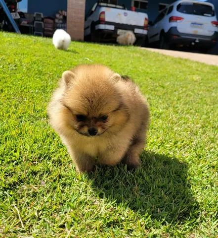 Spitz Alemão Fêmea 12x sem juros pedigree CBKC envio grátis - Foto 2