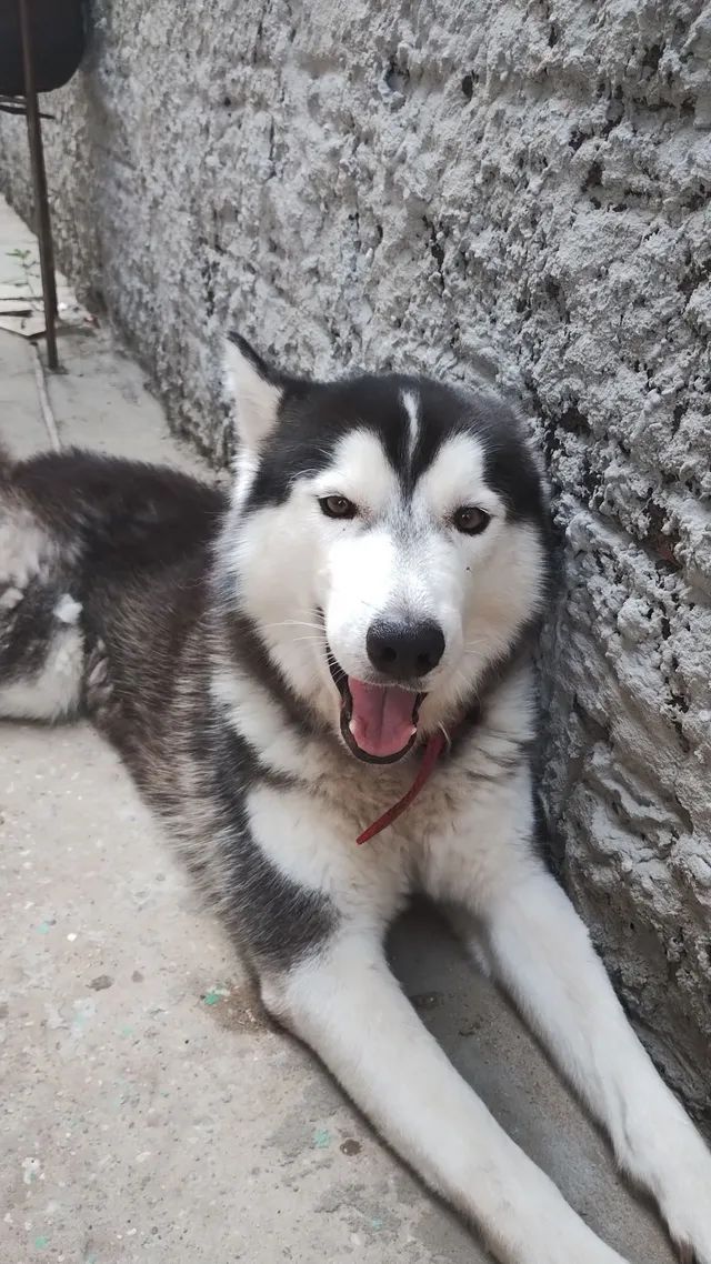 Husky siberiano original 2 anos