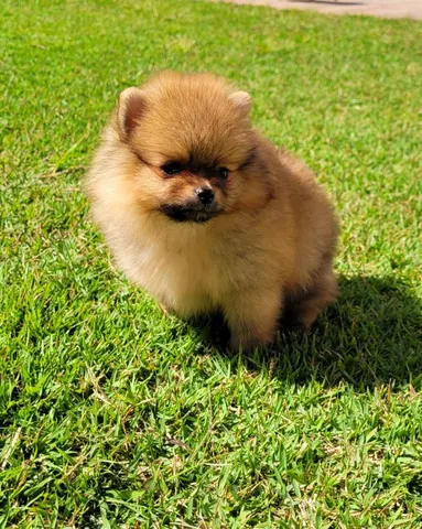 Spitz Alemão Fêmea 12x sem juros pedigree CBKC envio grátis