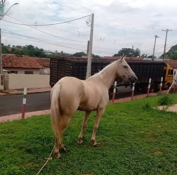 Égua baia para Venda