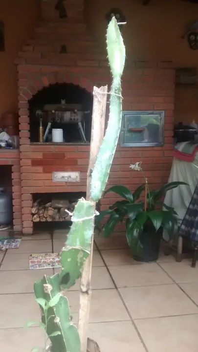 Vendo Mudas de Pitaya Vermelho Forte - Guarulhos - Foto 4