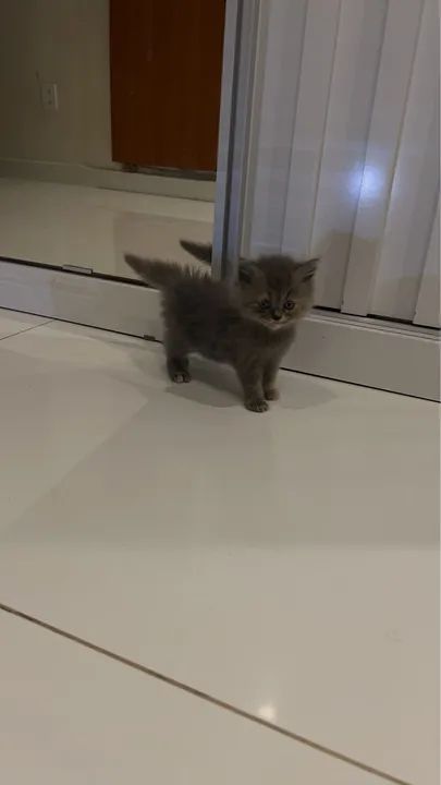 Gatinho persa cinza muito fofo - Foto 2