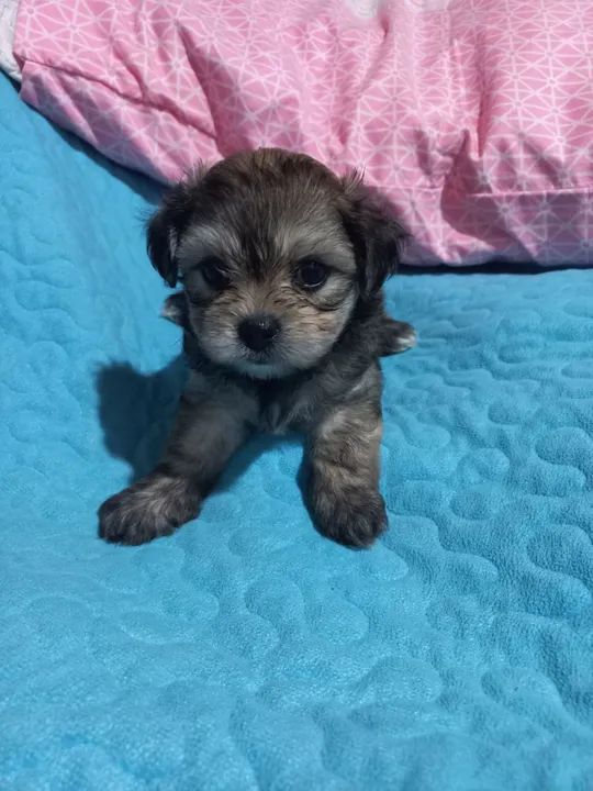 Filhote de Shih Tzu com maltês $650 - Foto 4