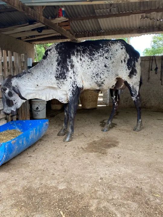 Novilha Girolando com Bezerra ao pé  - Foto 2