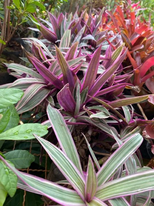 Muda de abacaxi roxo