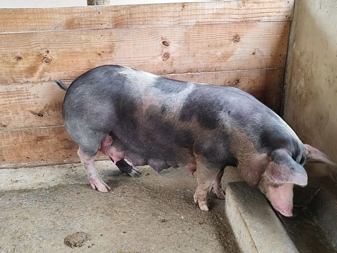 Porca adulta  - Foto 2