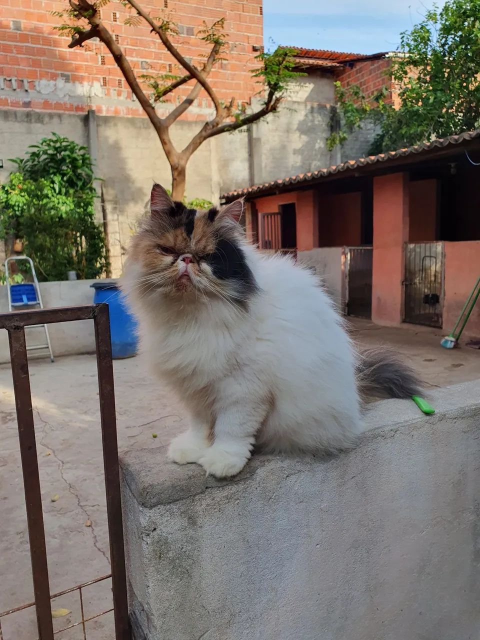 GATINHA PERSA ADULTA COM PEDIGREE  - Foto 2