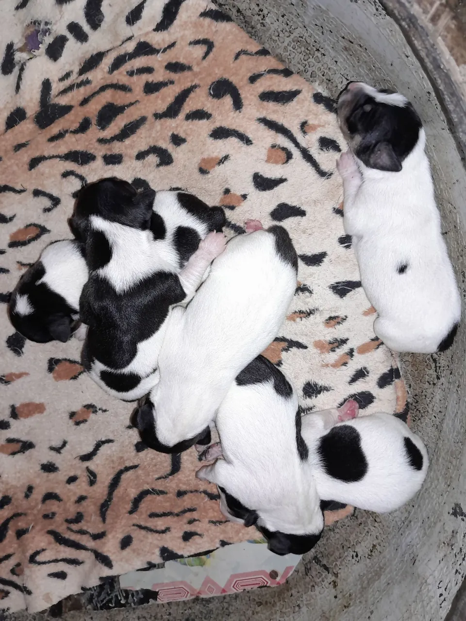 Filhotes de pincher n. 1 com 2 lindos e saudáveis  resta 1 femia 1 macho