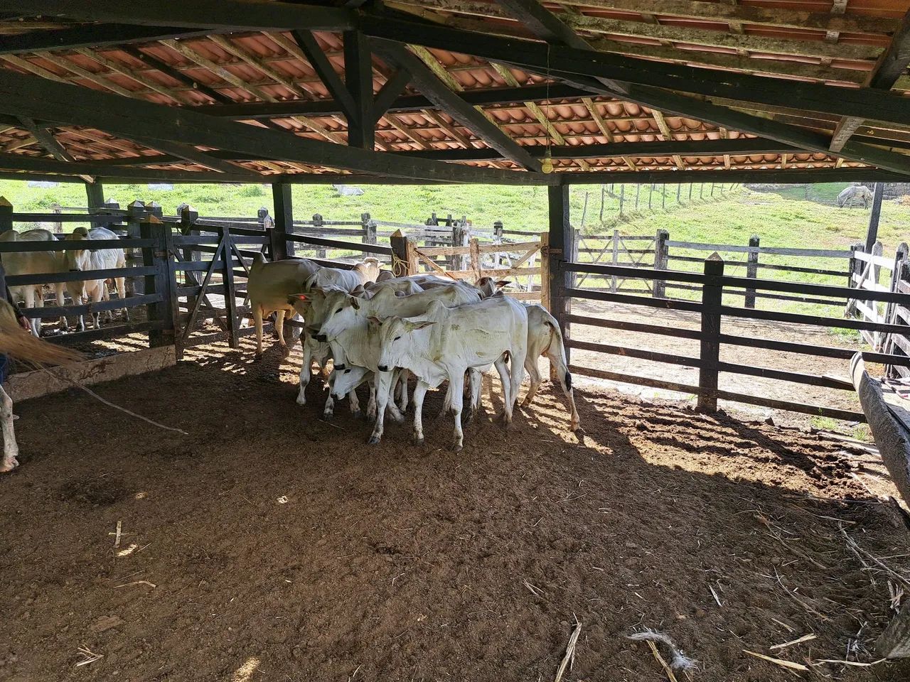 18 Bezerros nelores   6 a 7  @  R$ 390  a @ - Foto 6