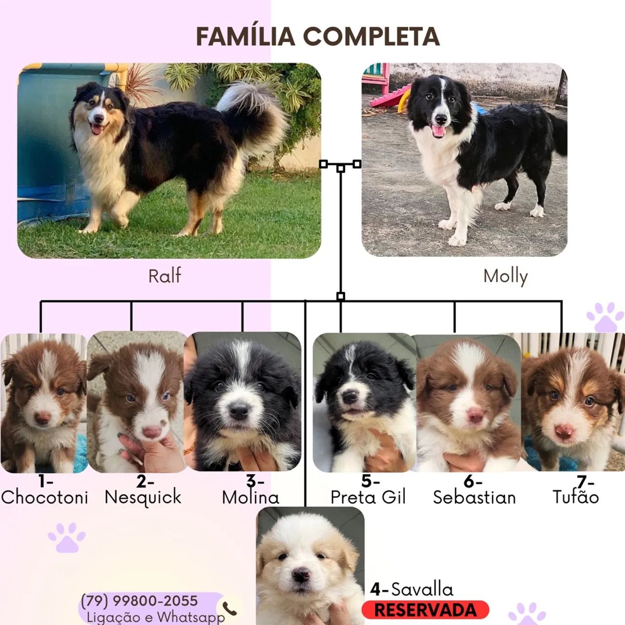Filhotes de Border Collie Disponíveis - Aracaju - Foto 3