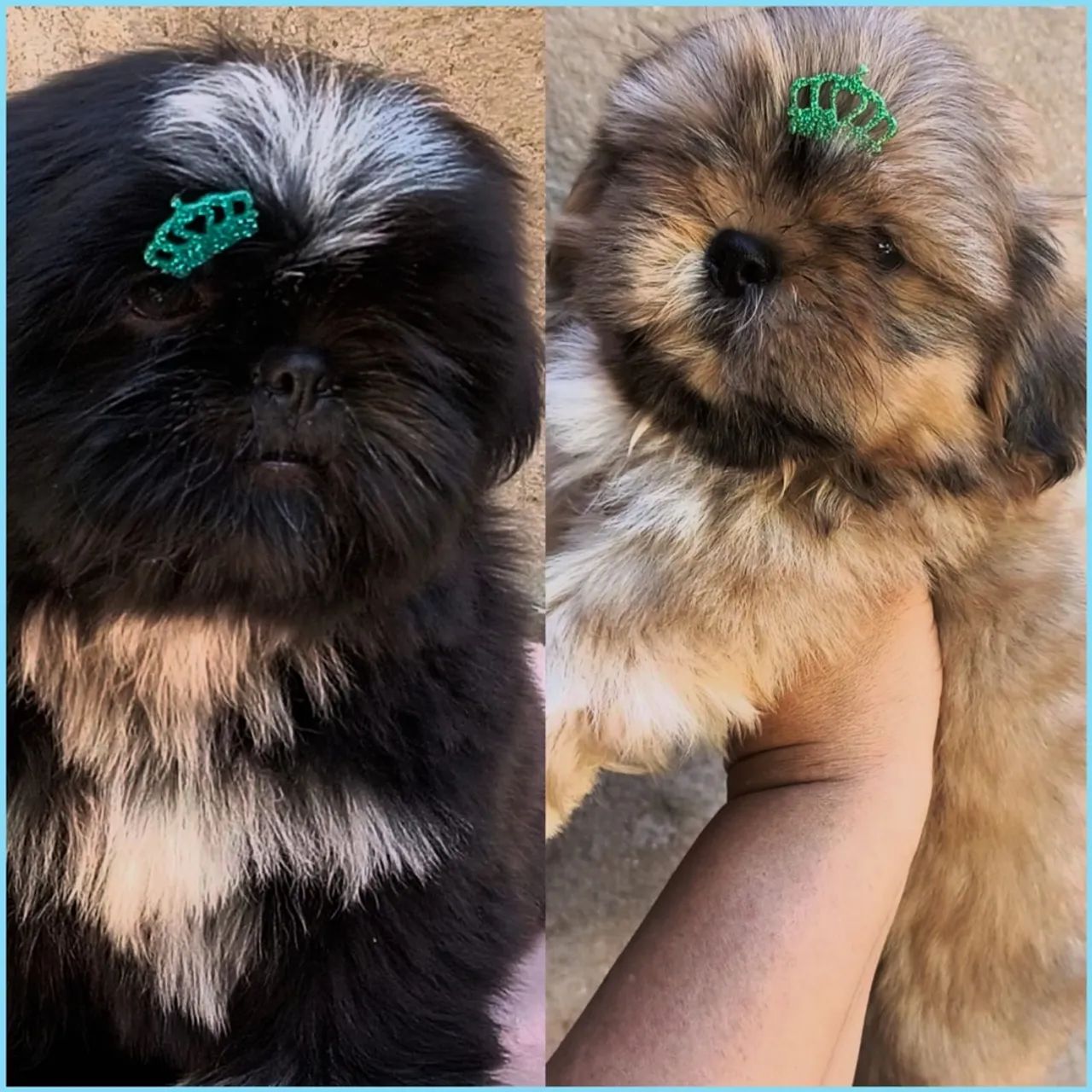 Filhotes de Shih Tzu disponíveis 