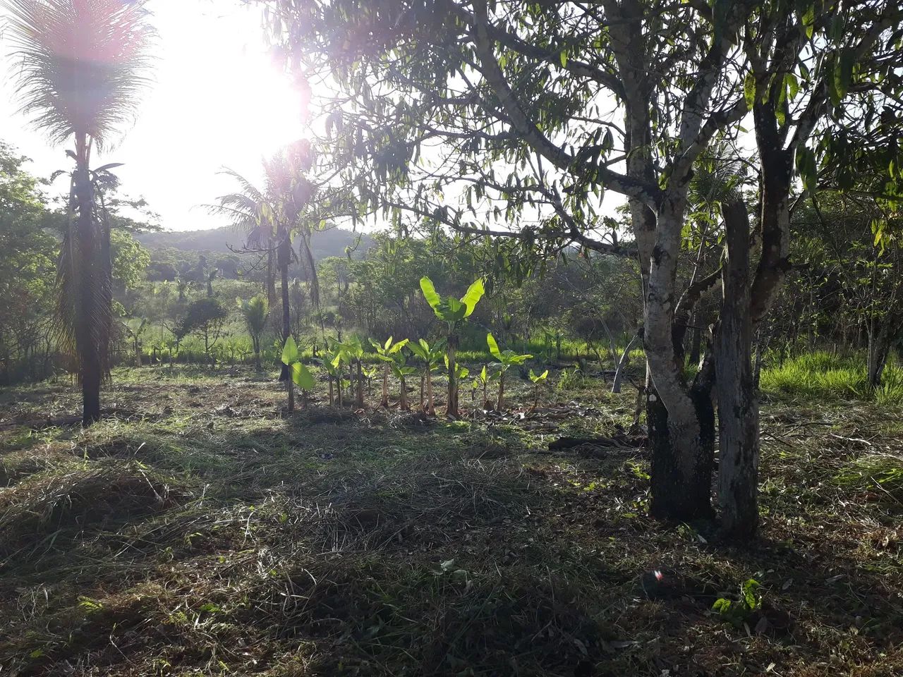 Vende se sítio  - Foto 10