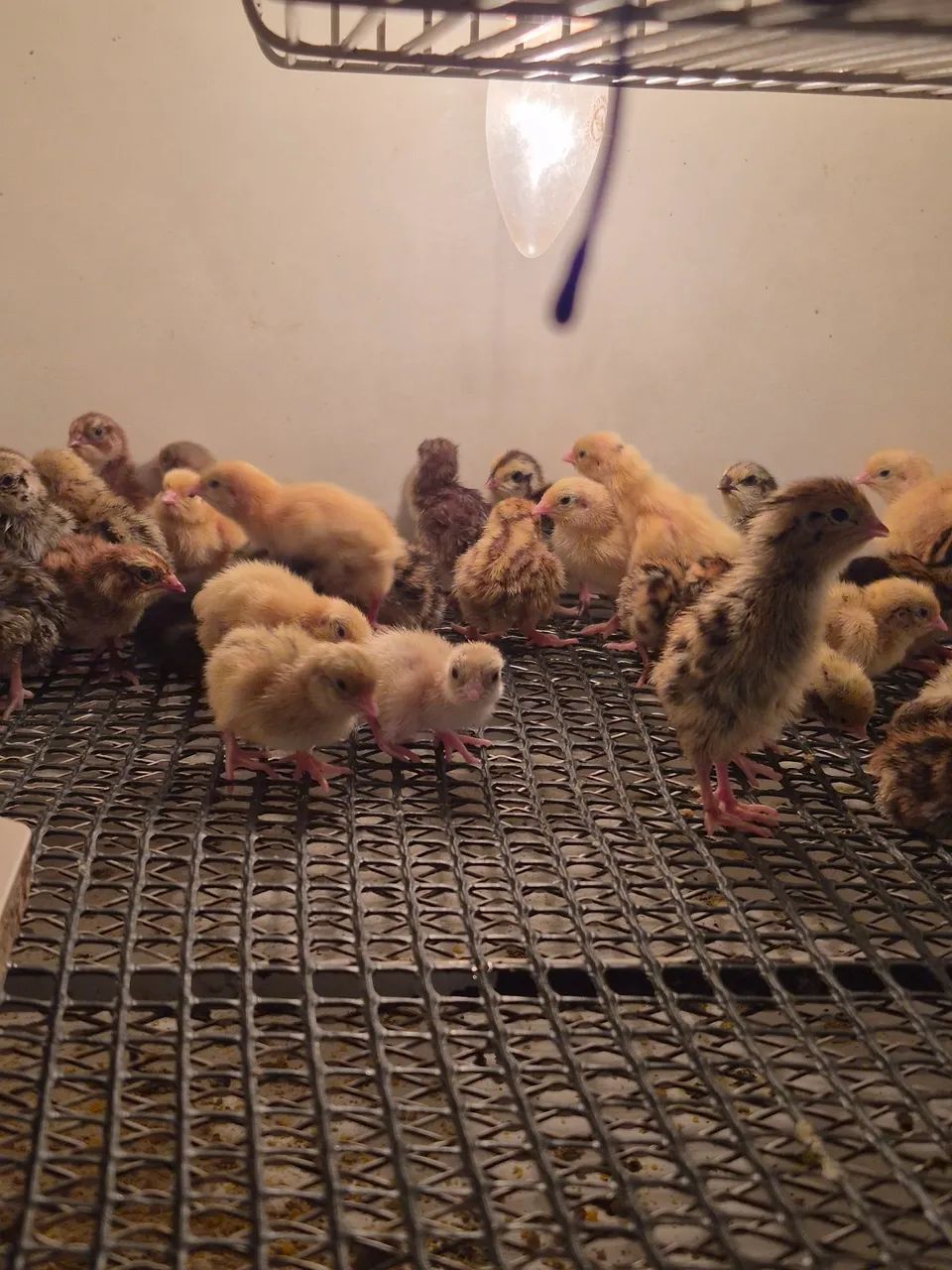 Bicho Feliz - pintos caipiras