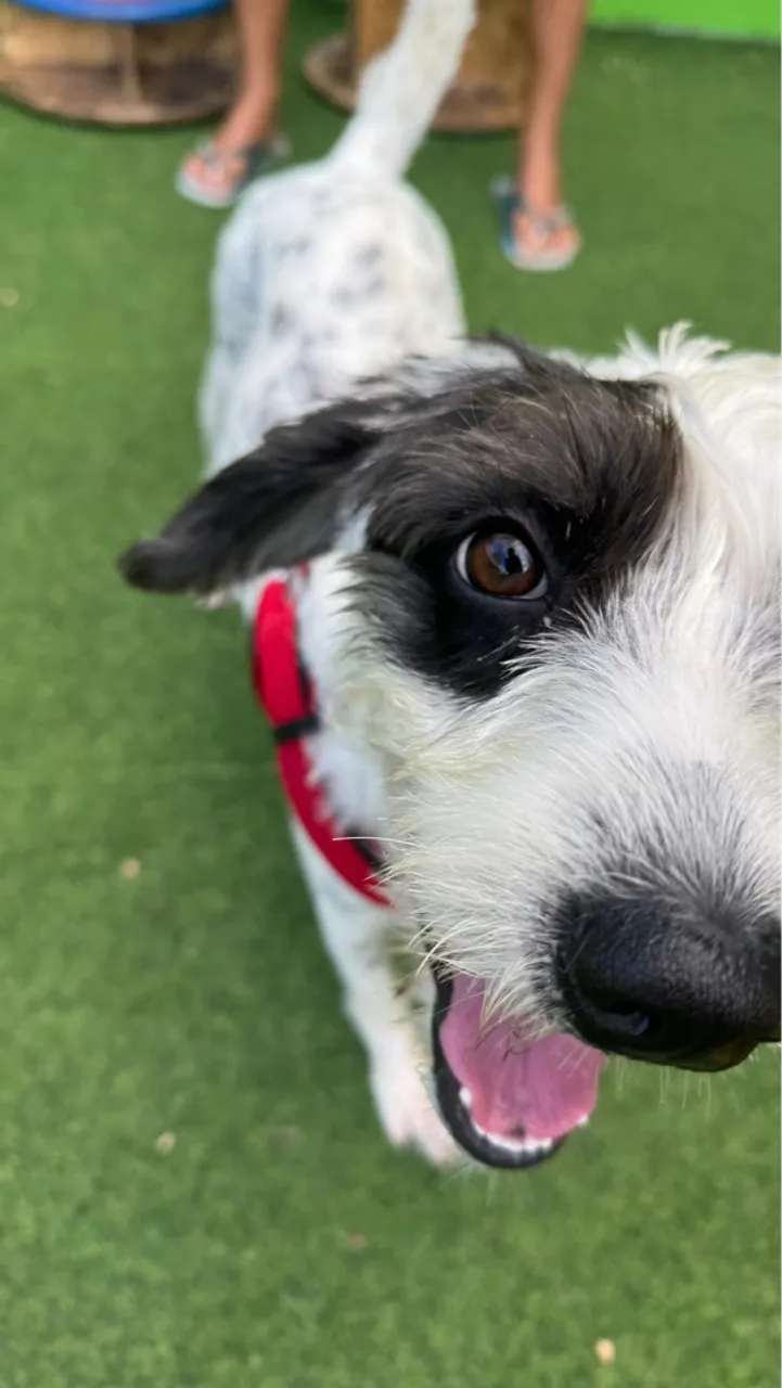 Cãozinho adorável para adoção!
