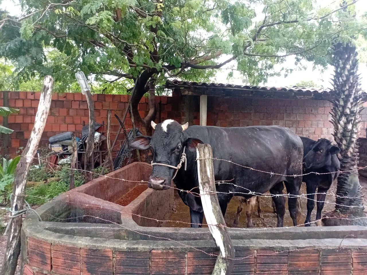 BOI REPRODUTOR A VENDA?