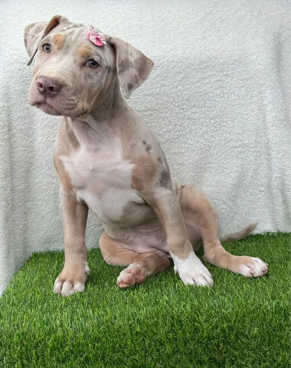 Pitbull Fêmea Tricolor Lilac Merle c/ Microchipe + Garantia + Parcelado 12x - Foto 6