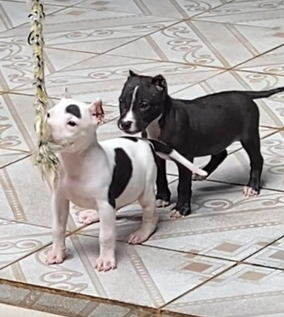 PITBULL FILHOTES BLACK NOSE VACINADOS-DIVIDO NO CARTÃO  - Foto 5
