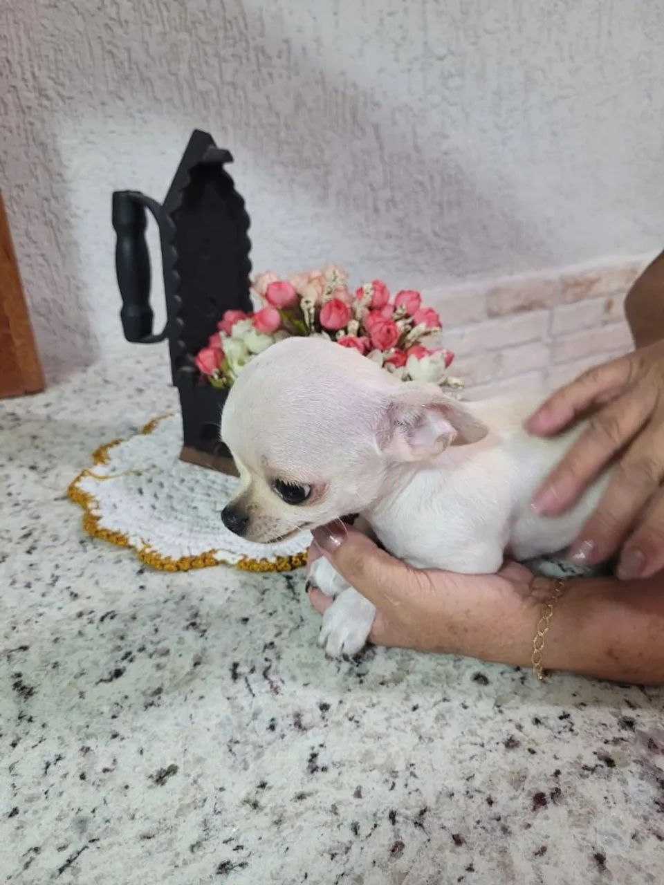 Chihuahua femea  - Foto 3