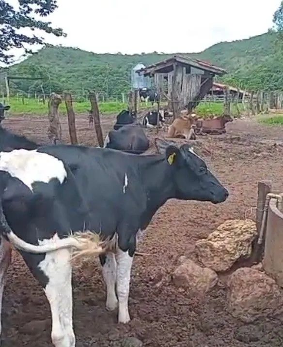 Vendo Novilhas holandês com prenhes confirmada com sêmen sexado  - Foto 5