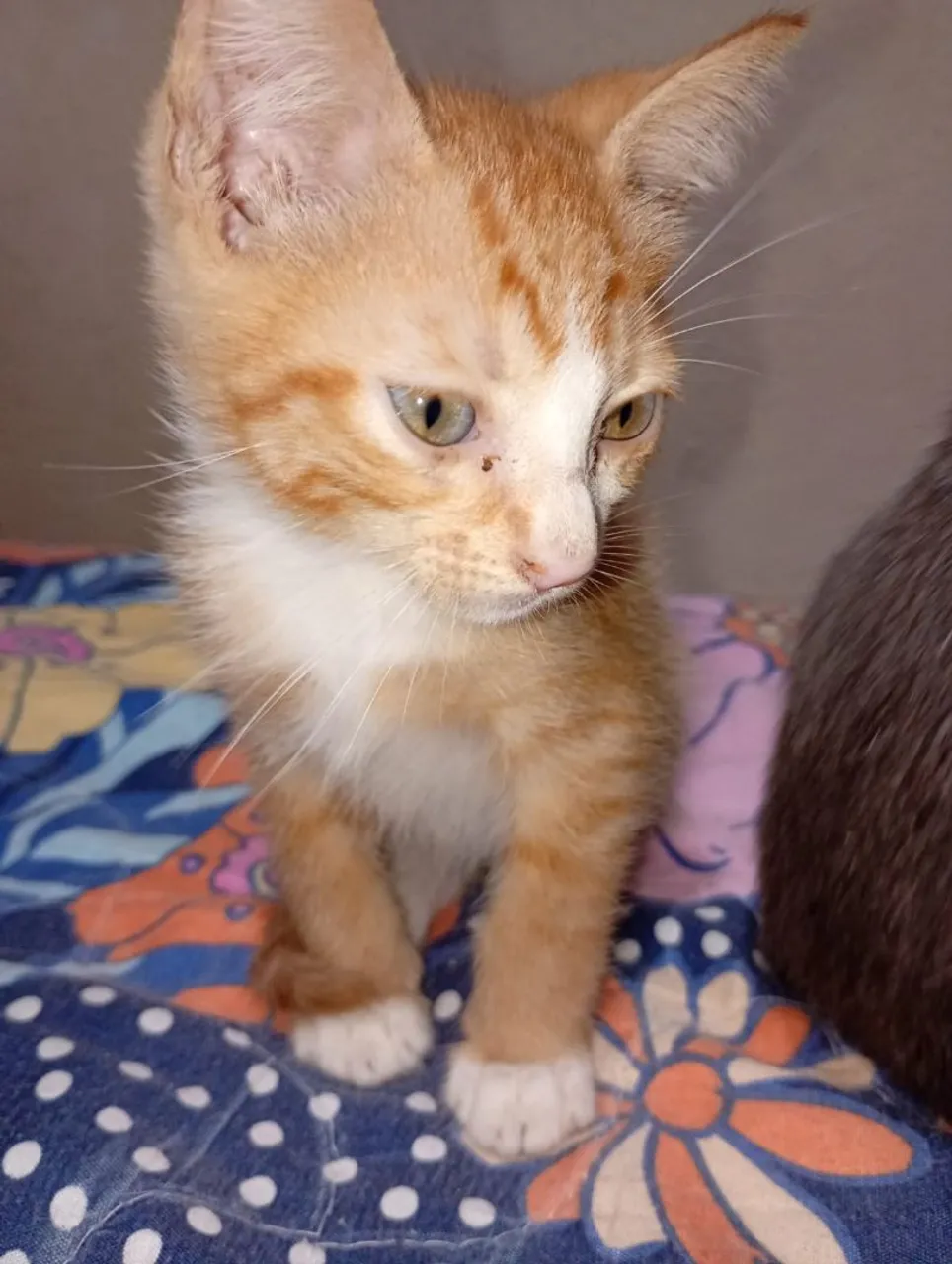 Gatinho Lindo para Adoção!