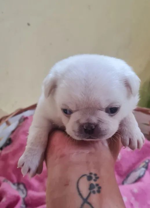 Filhotes de Pug! - Foto 5