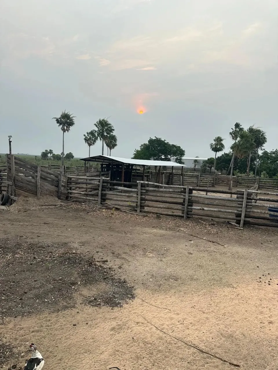 COD371- Fazenda 2.720Hectares CORUMBÁ - Pantanal/MS
