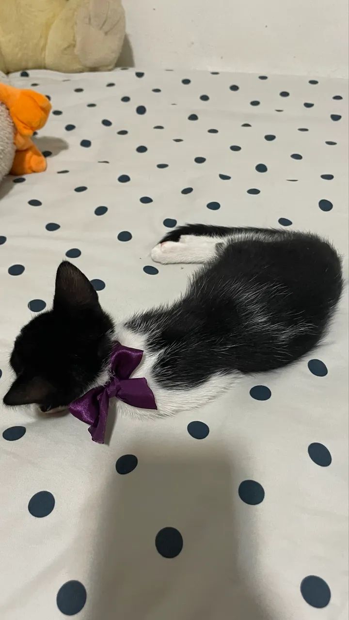 Gata frajola para a adoção  - Foto 5