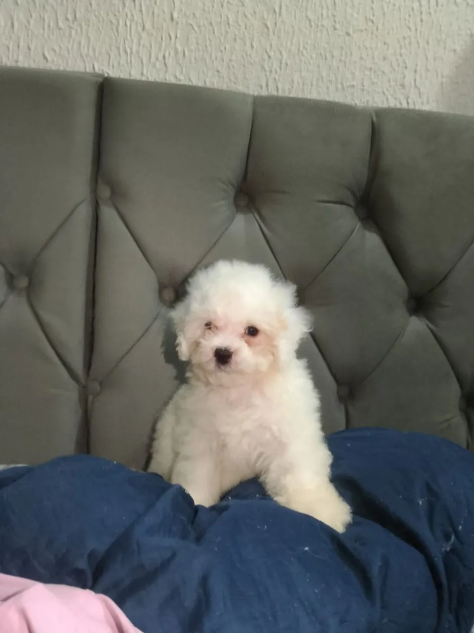 Filhote de Maltês Branco - Peludo e Charmoso!