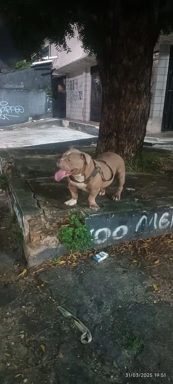 American Bully Macho (Reprodução)  - Foto 2