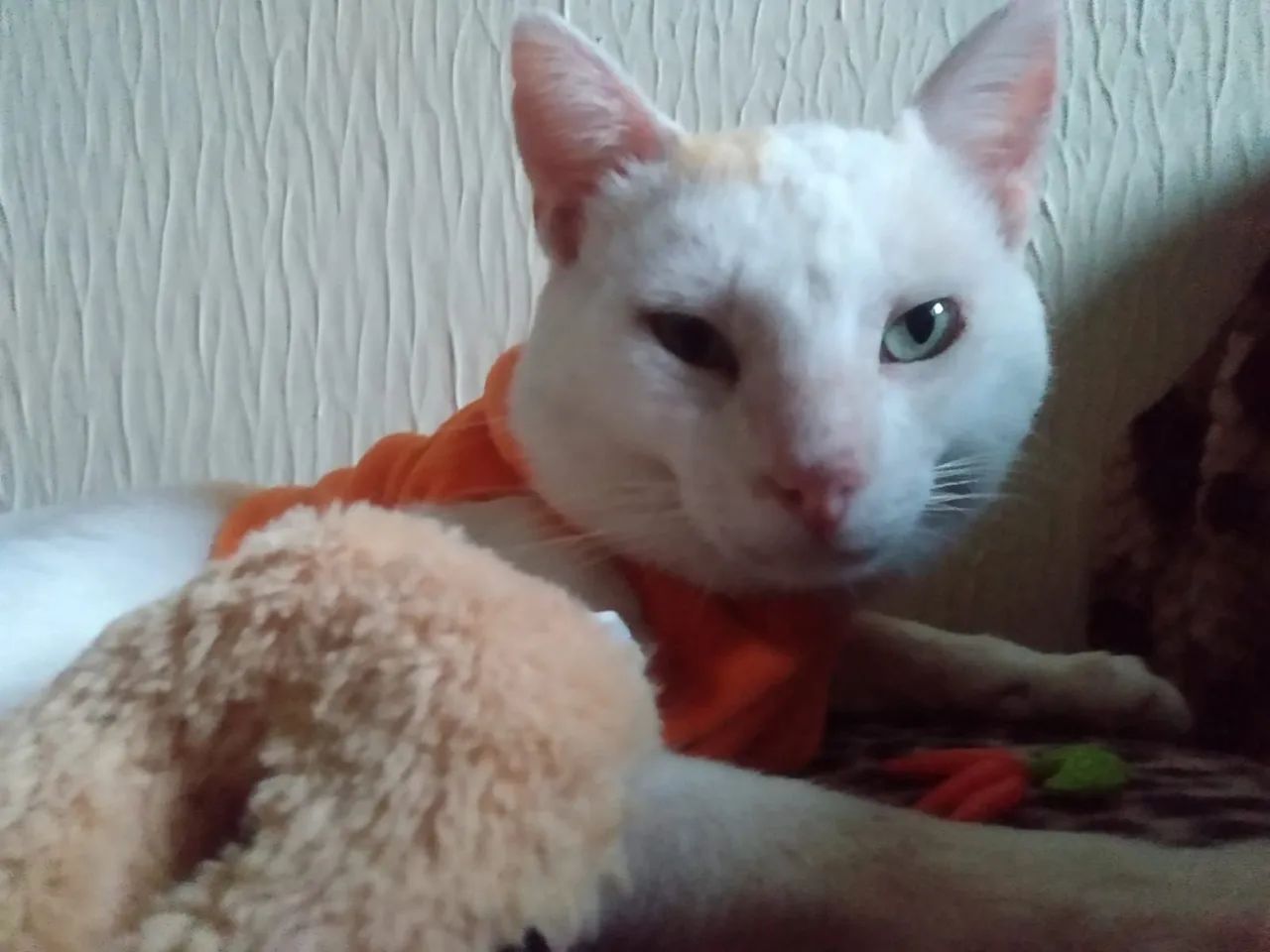 Gatinho Filhotão pra Adoção  - Foto 5