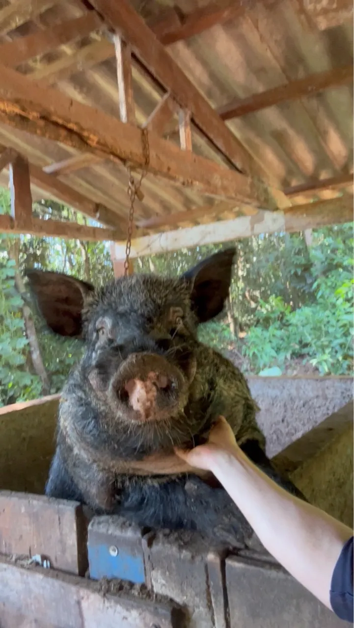 Porco caipira 200 KG 