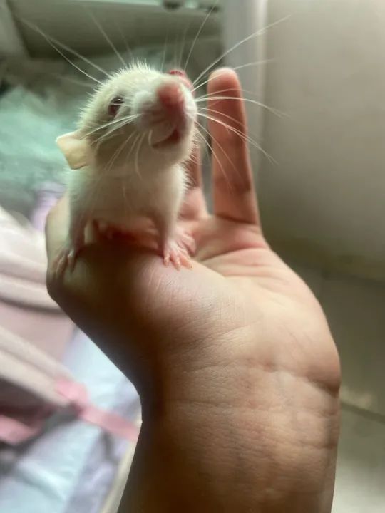 Rato fofinho 