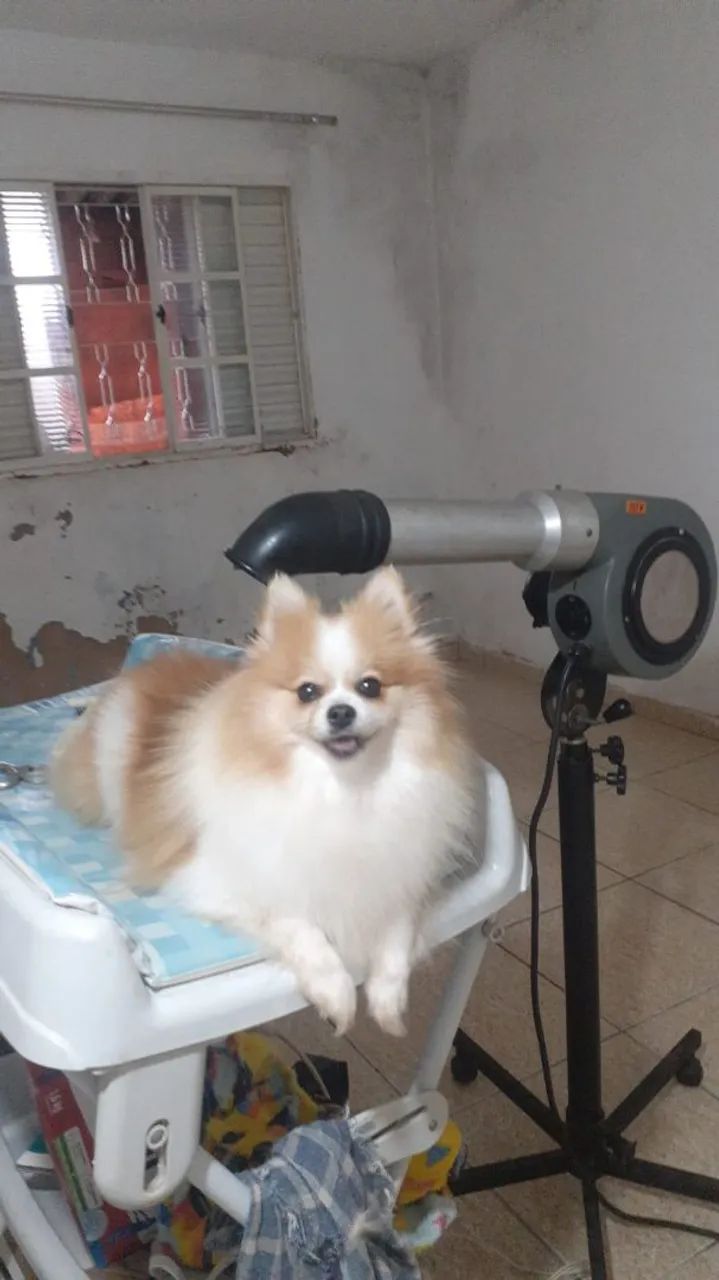 Filhote de luluzinho Preto olhos negros a pronta entrega  - Foto 2