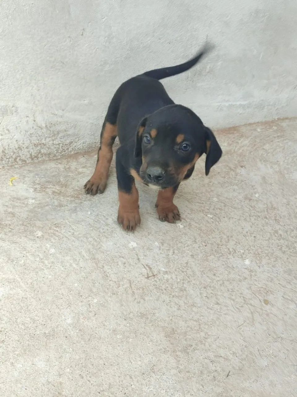 Filhote de cachorro - Foto 2