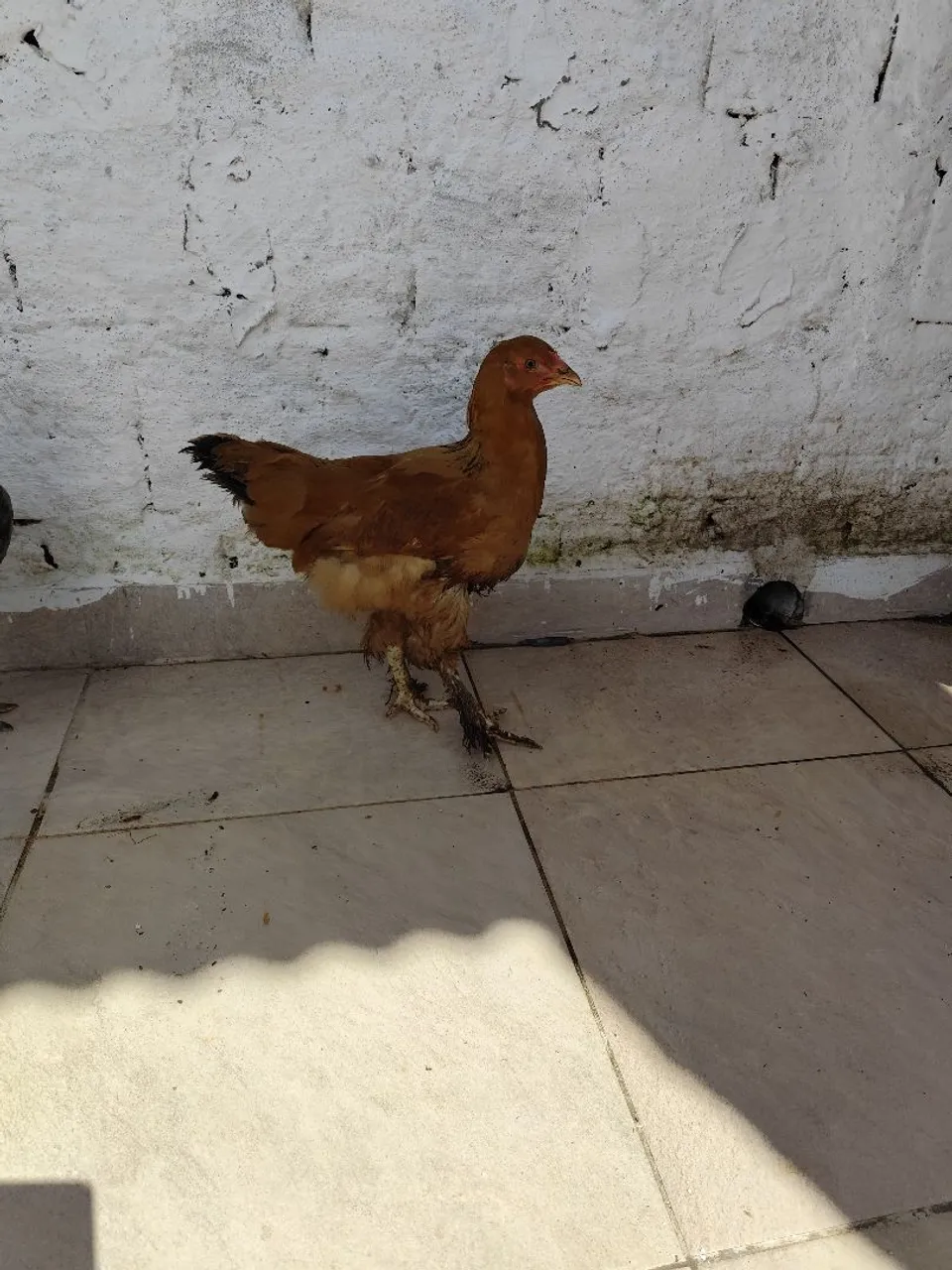 Galinha Brahma