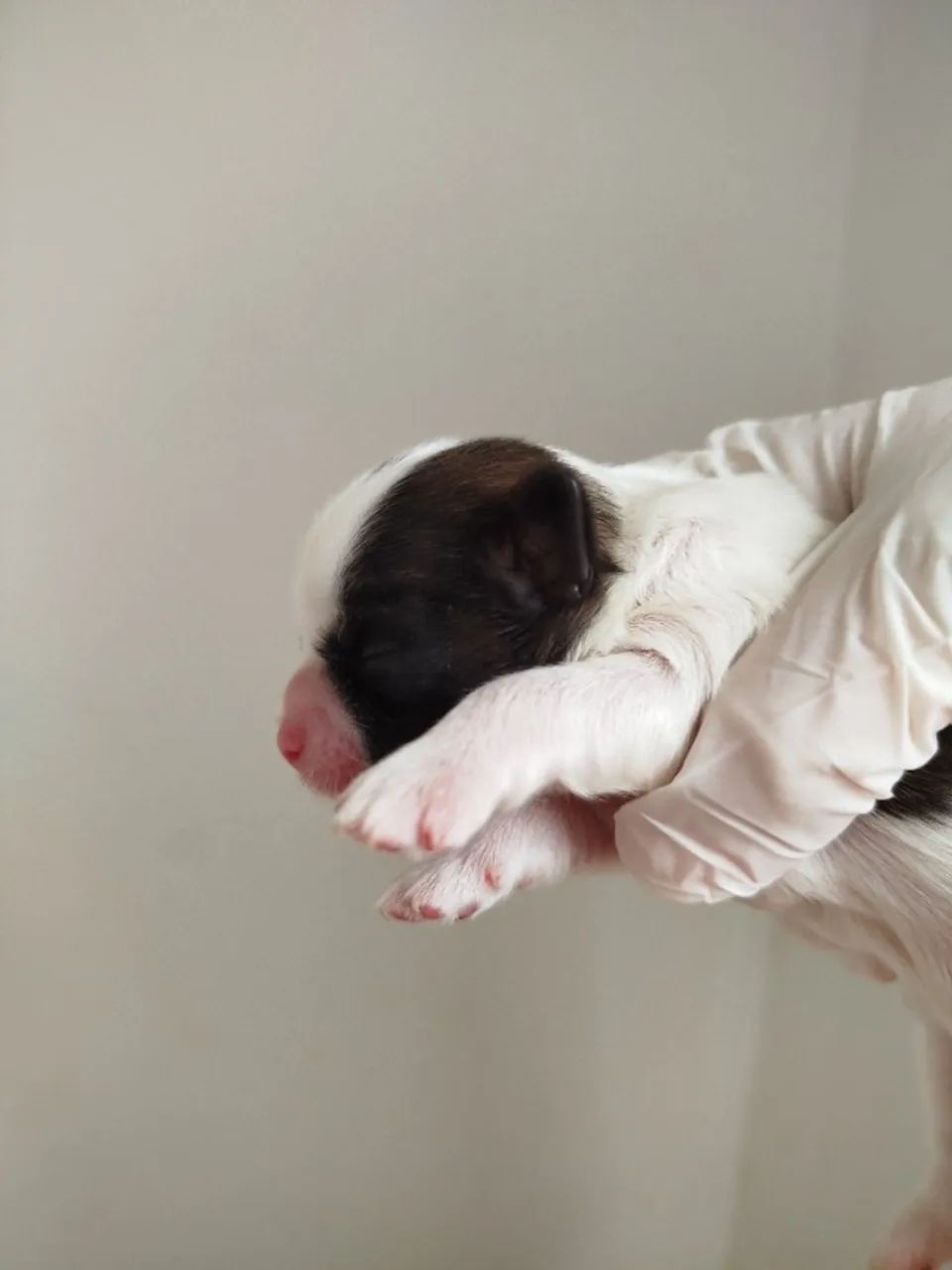 Lindo BB de Shih Tzu 