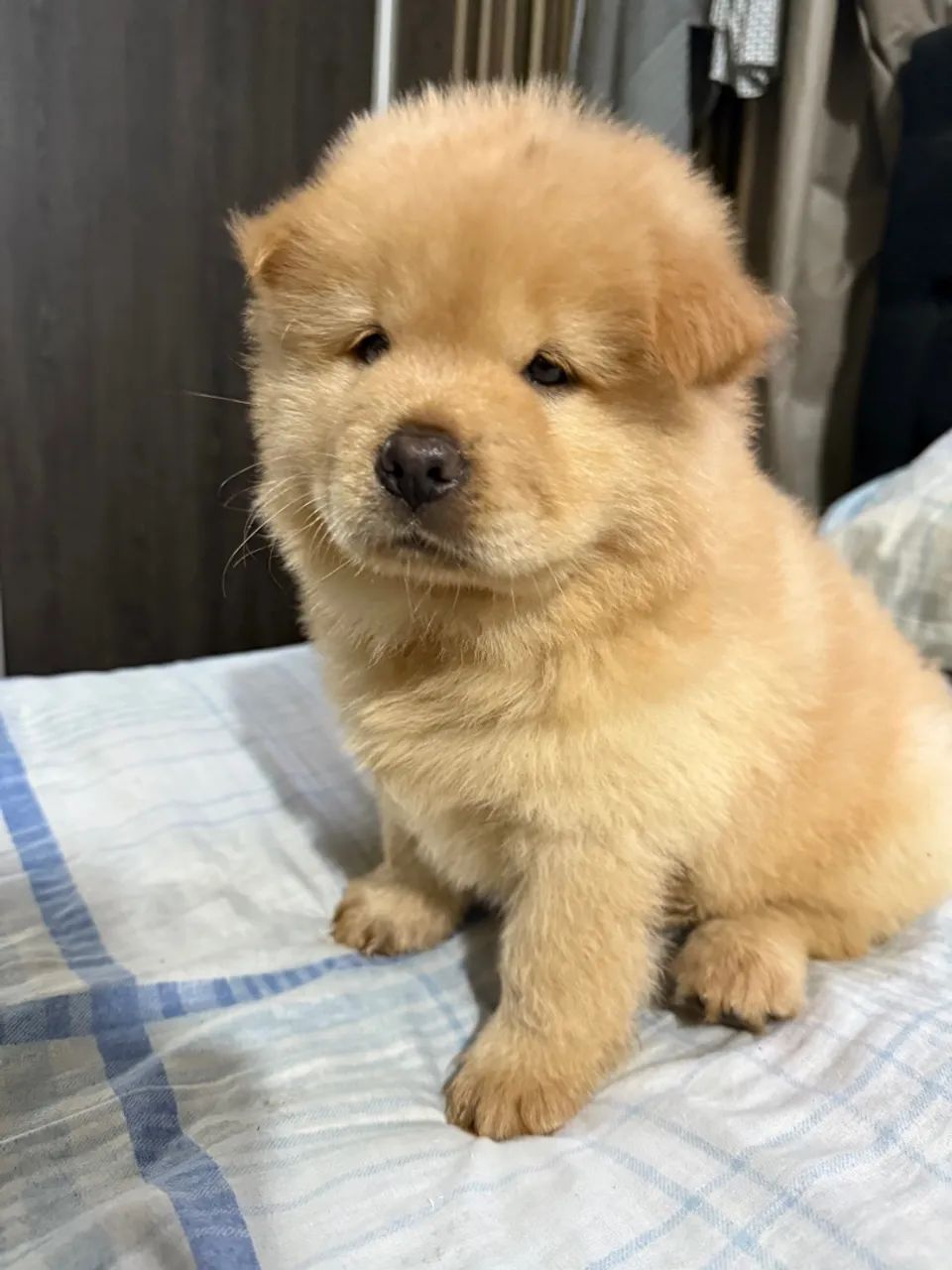 Filhotes de chow-chow 2 femias - Foto 5