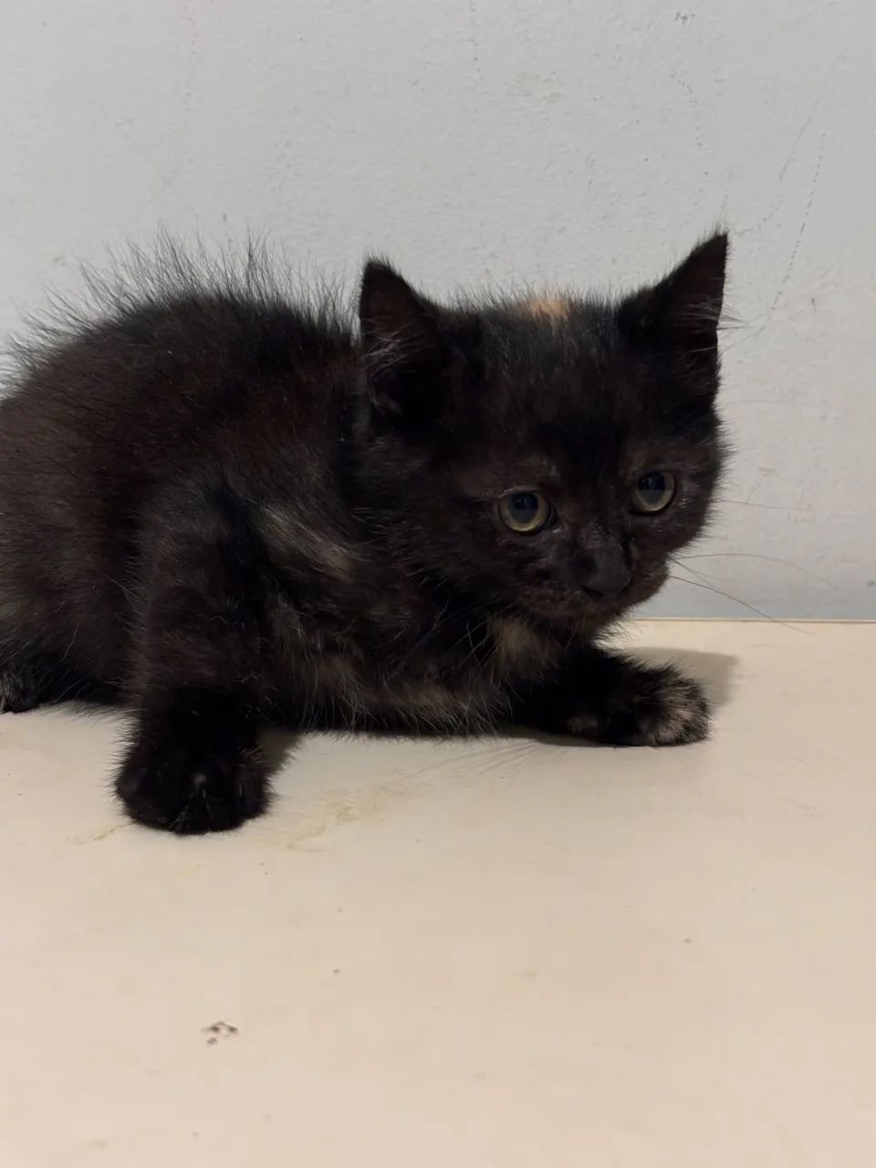 Gatos meio persas  - Foto 3