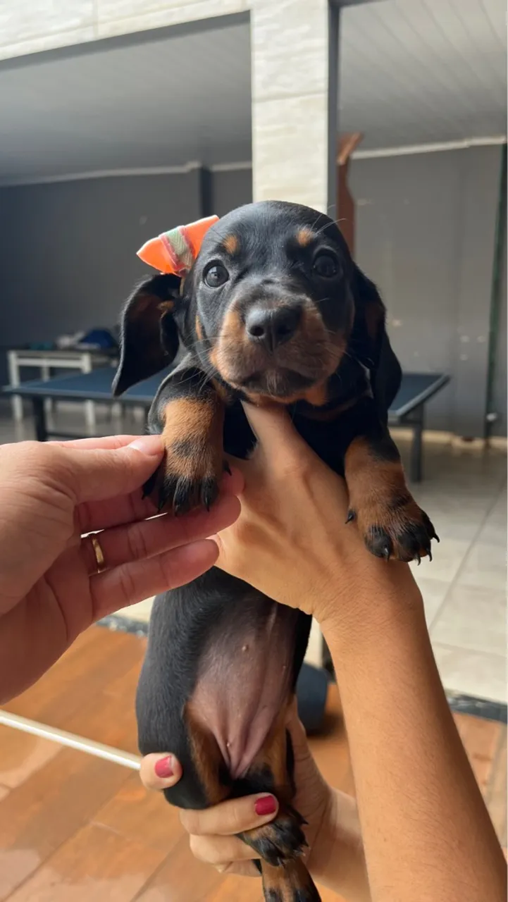 Salsicha (dachshund) fêmea