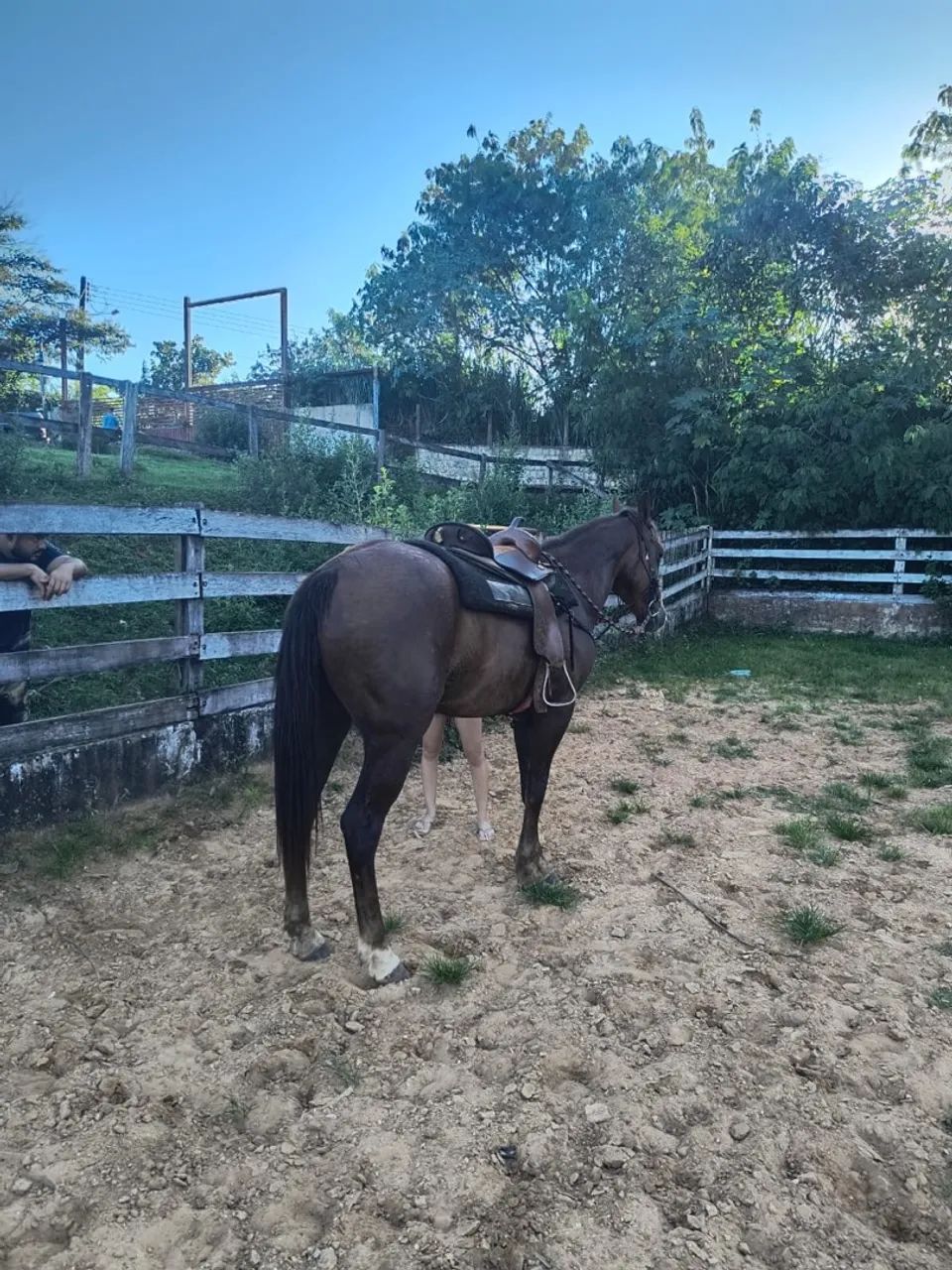 Quarto de milha P.O - Foto 4