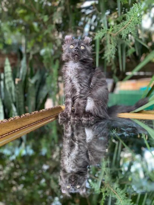 American curl  - Foto 4